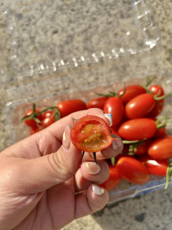 <少量零購>溫室玉女小番茄 