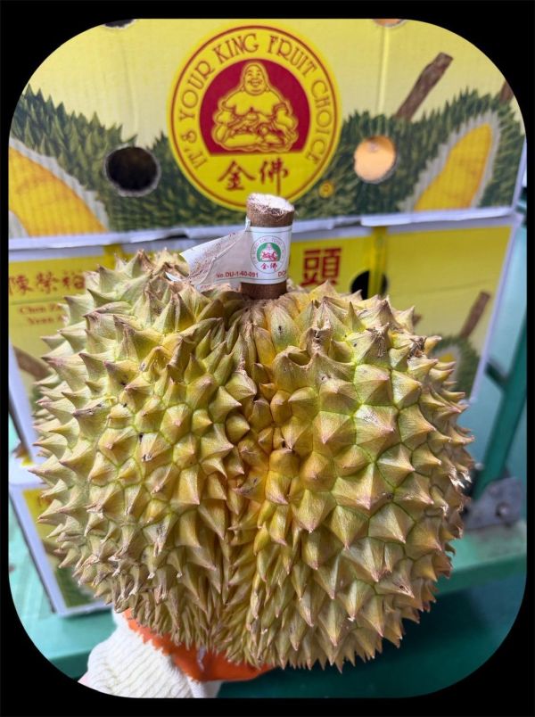 正宗泰國金佛金枕頭榴槤 