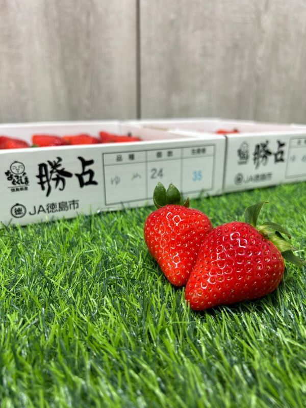 日本德島勝占糖蜜草莓 