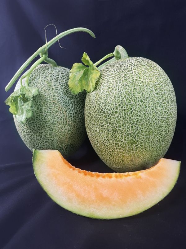 卡蜜拉脆脆哈密瓜 