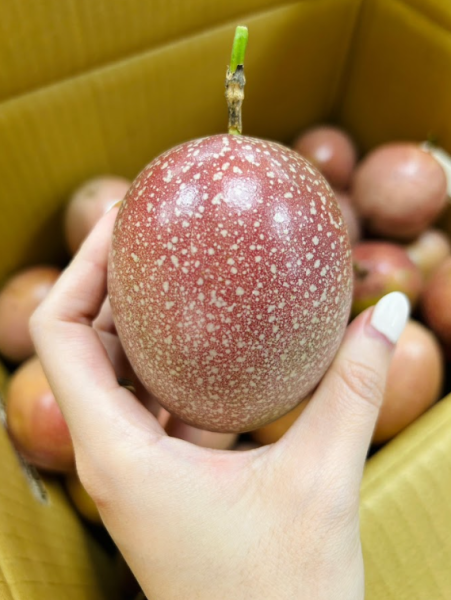 <當日配送>滿天星百香果 