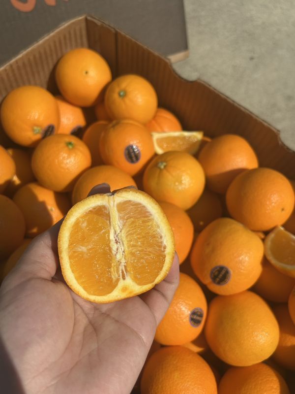美國肚臍橙 