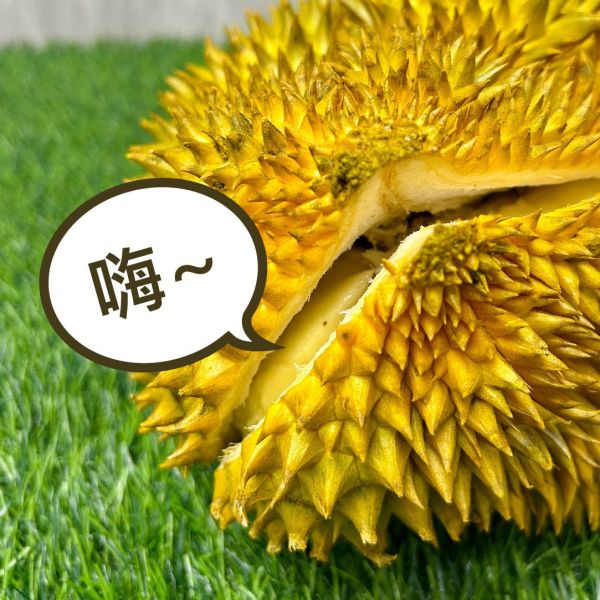 <當日配送>金枕頭榴槤 