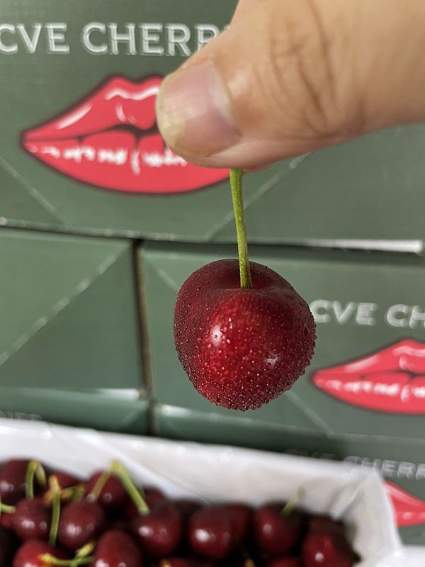 紐西蘭大嘴巴櫻桃【32mm】 