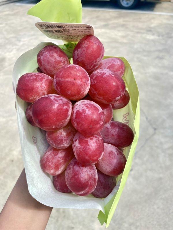 <少量零購>長野妃紅緹紅葡萄(超優惠) 