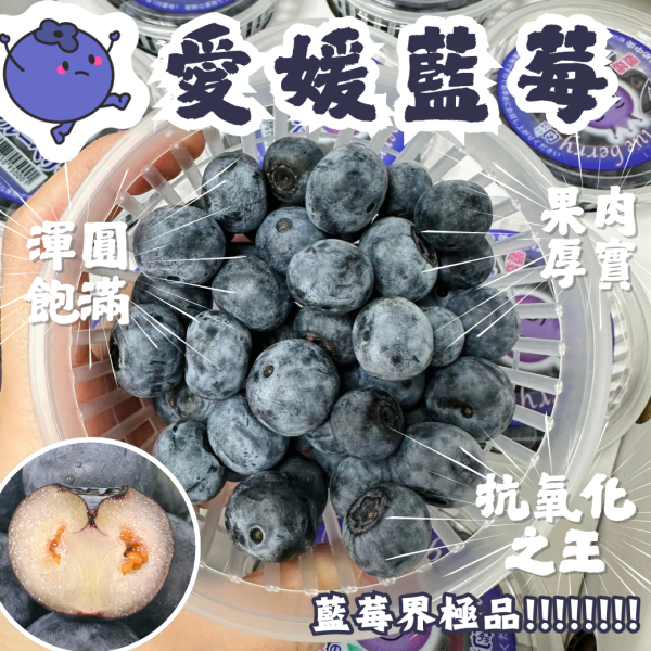 日本愛媛藍莓 