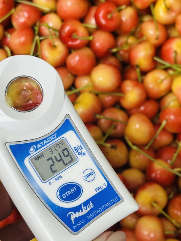 華盛頓9r白櫻桃 【GEE】 