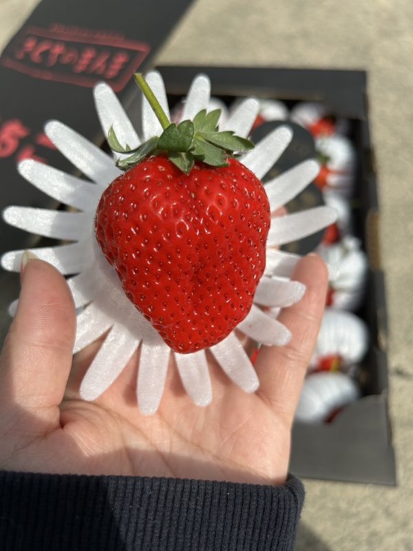 日本黑盒菊池糖蜜草莓 