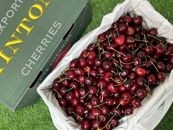 稀有-紐西蘭大嘴巴櫻桃【28mm】 