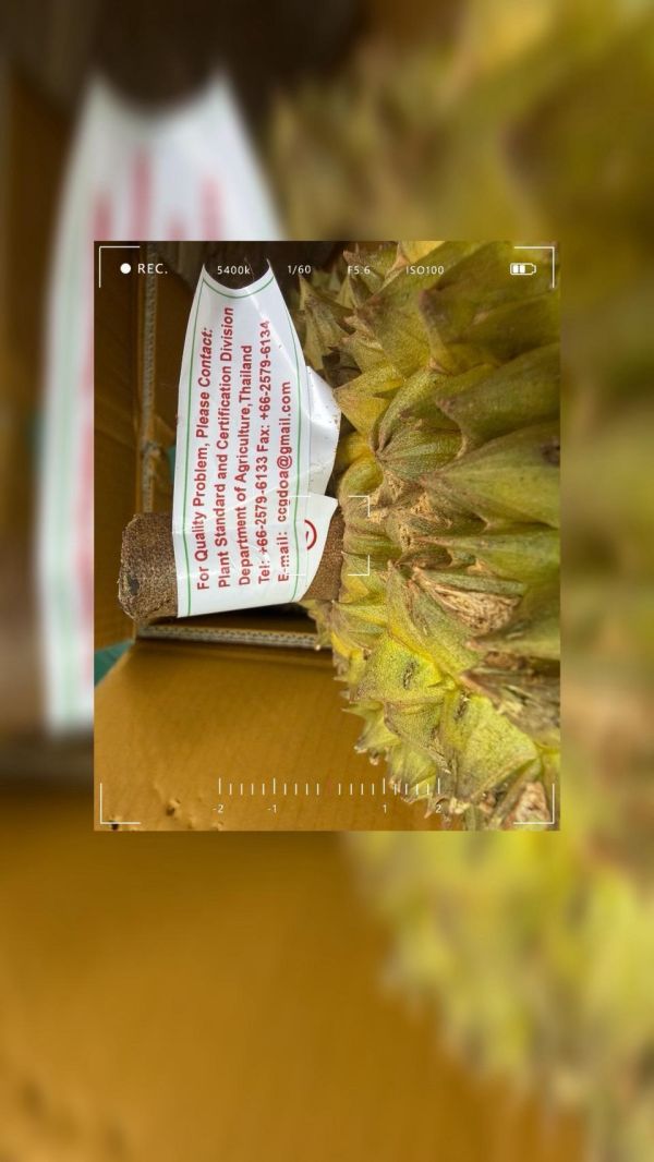 正宗泰國金佛金枕頭榴槤 