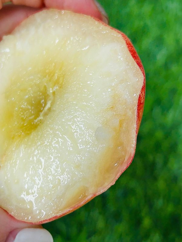 <少量零購>日本山梨溫室白鳳桃 