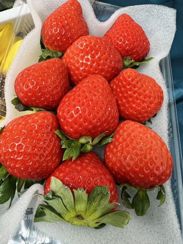 日本熊本草莓(限時下殺) 