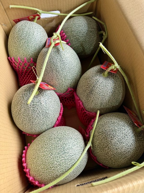 卡蜜拉脆脆哈密瓜 