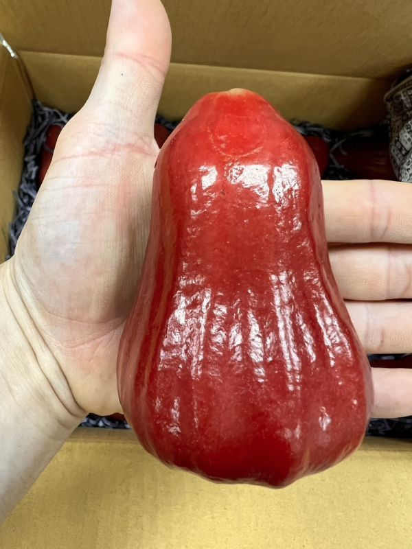 巨大果黑糖芭比蓮霧 