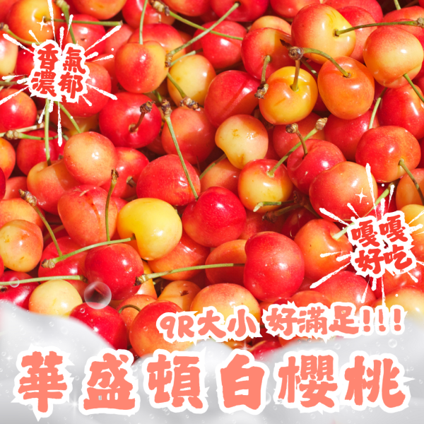 華盛頓【9R】白櫻桃 