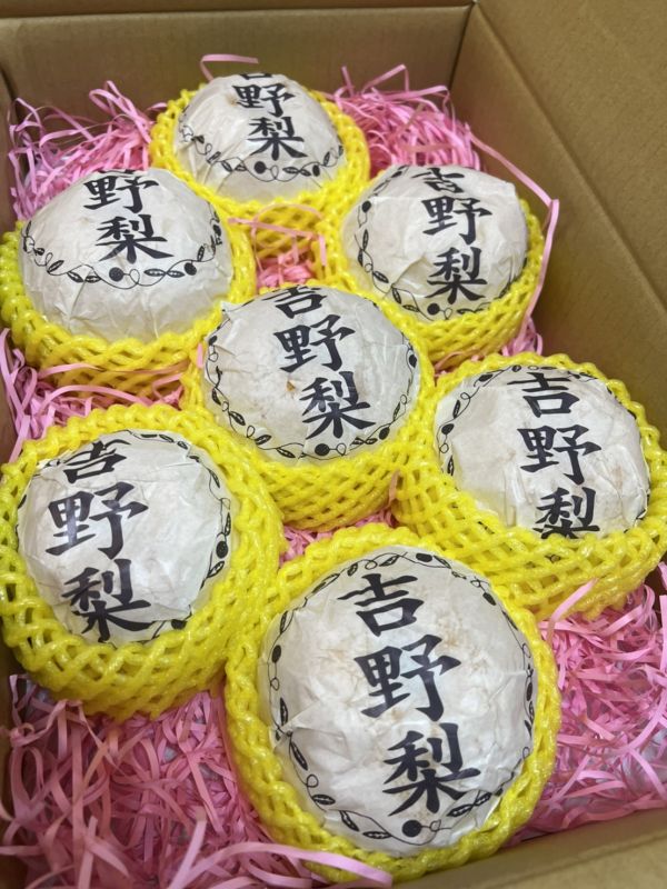 熊本吉野梨 