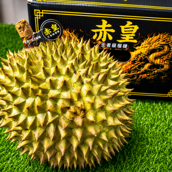 赤皇干堯榴連 