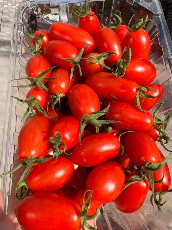 <少量零購>溫室玉女小番茄 