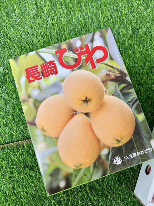 日本長崎溫室枇杷 