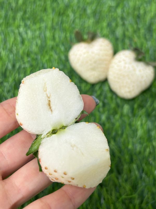 日本奈良白珍珠草莓 