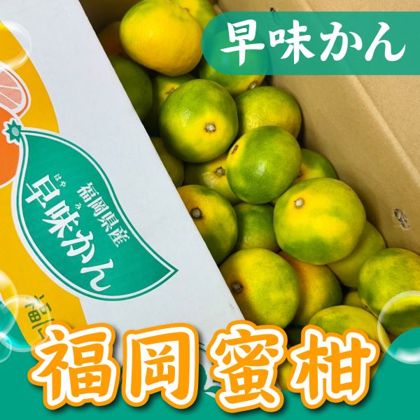 福岡蜜柑【早味かん】 