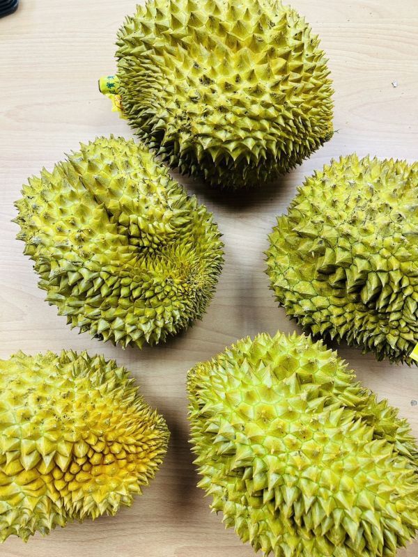 ＜加重大顆＞農協金枕頭榴槤 