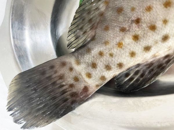 <當日配送>大隻石斑魚 