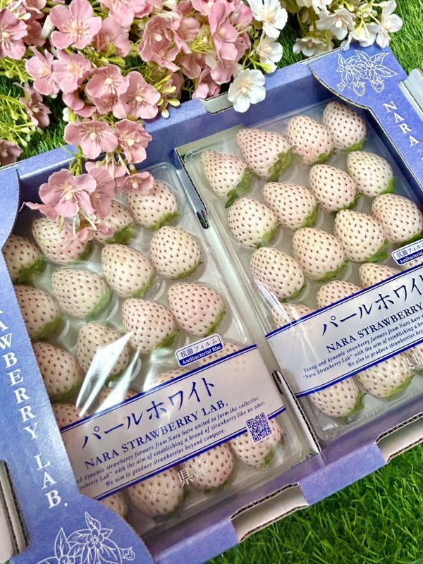 日本奈良白珍珠草莓 