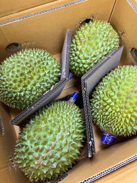 泰國正宗貓山王榴槤 