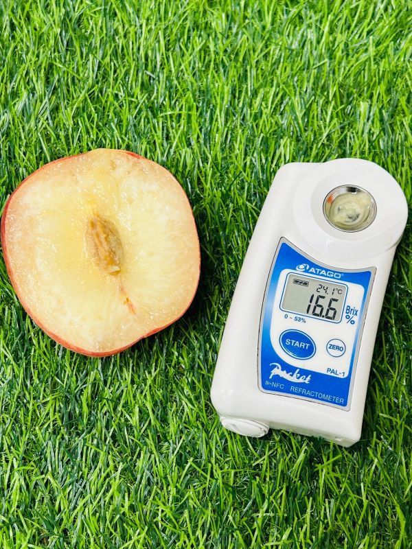 <少量零購>日本山梨溫室白鳳桃 