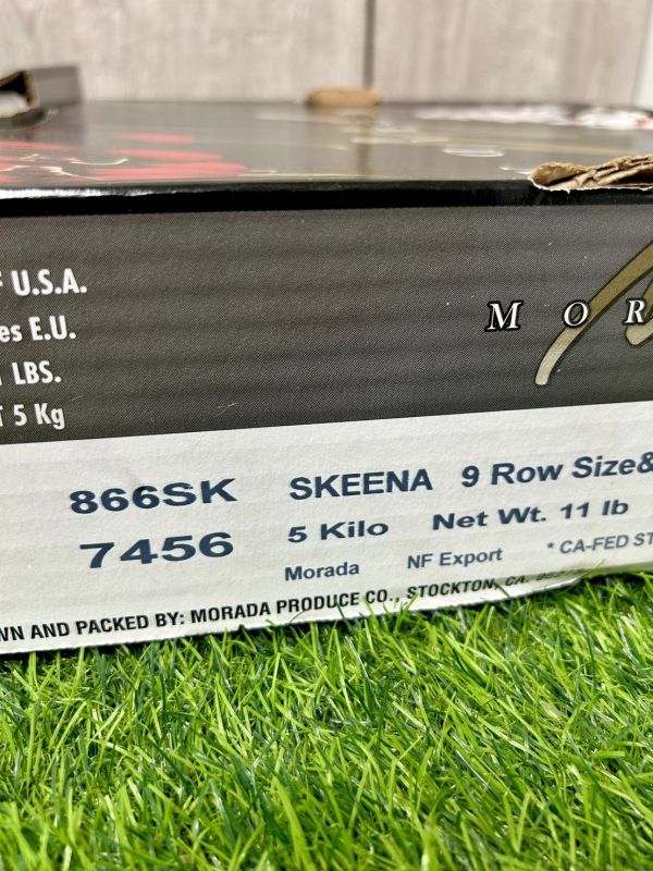 櫻花牌【SKEENA】9R櫻桃 