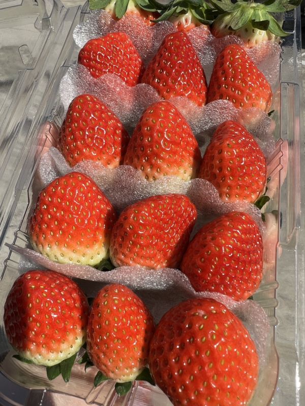 <當日配送>韓國空運草莓 