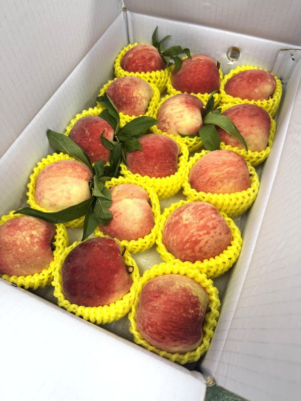 8A大果紅鈴水蜜桃 