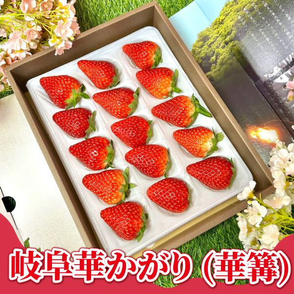 日本岐阜-華かがり (華篝) 