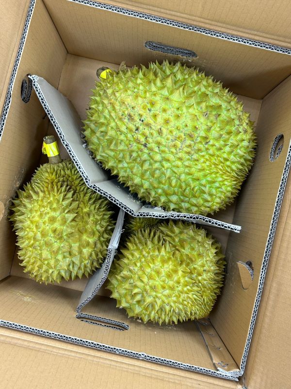 【正宗雙魚】金枕頭榴槤 