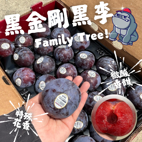 <當日配送>FamilyTree 黑金剛黑李 