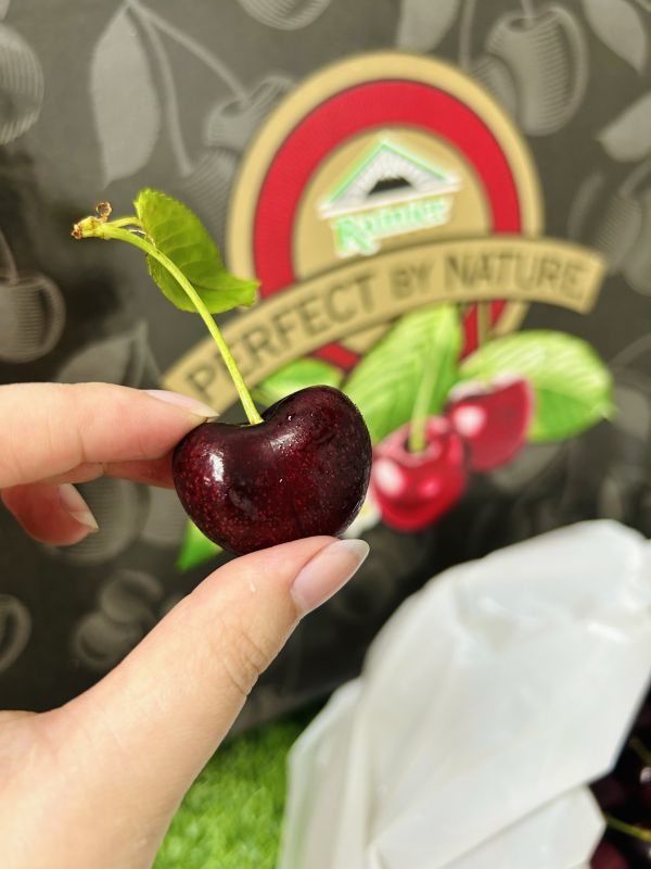 《黑山》9R華盛頓黑櫻桃 