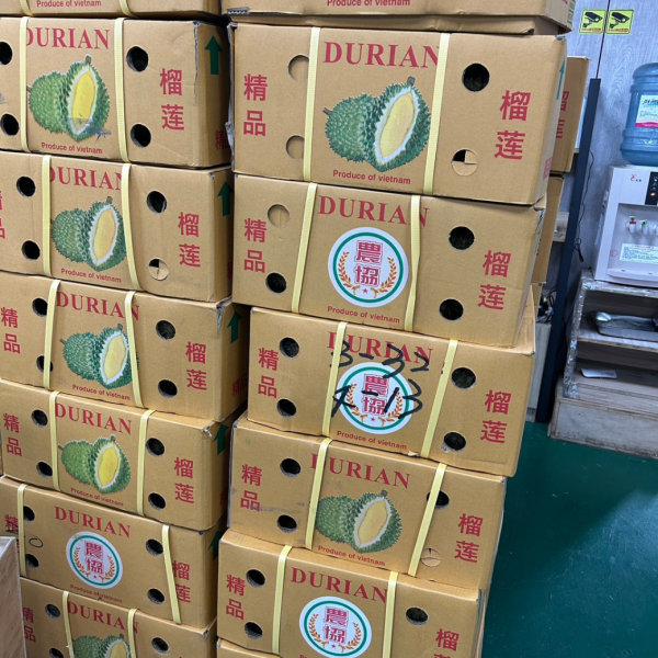 ＜加重大顆＞農協金枕頭榴槤 