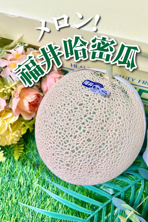 日本福井哈密瓜 