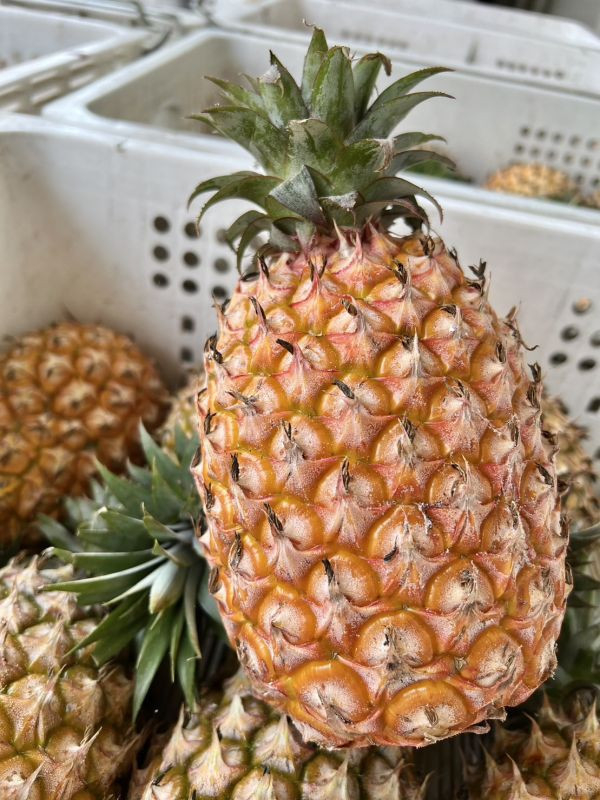 <少量零購>高甜度金鑽鳳梨 