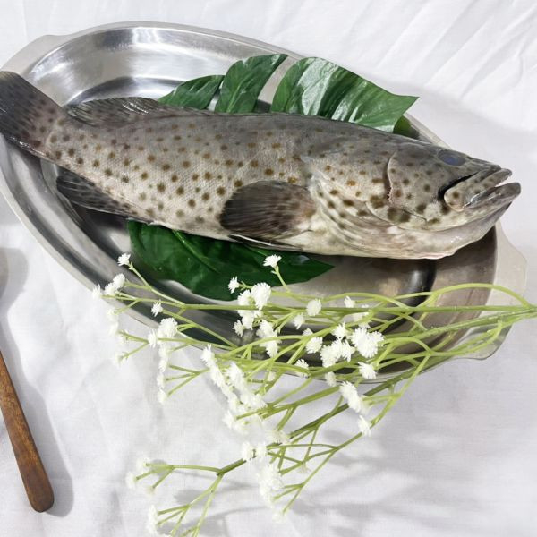 <當日配送>大隻石斑魚 