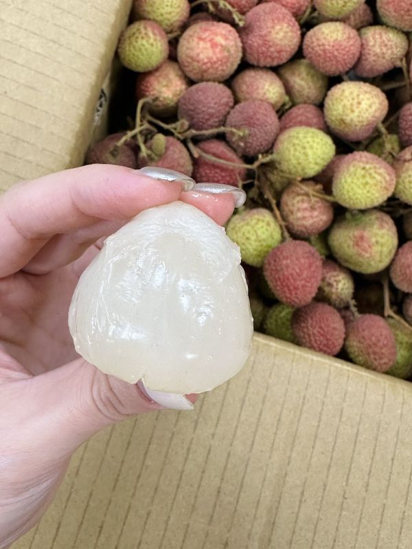 大樹玉荷包 