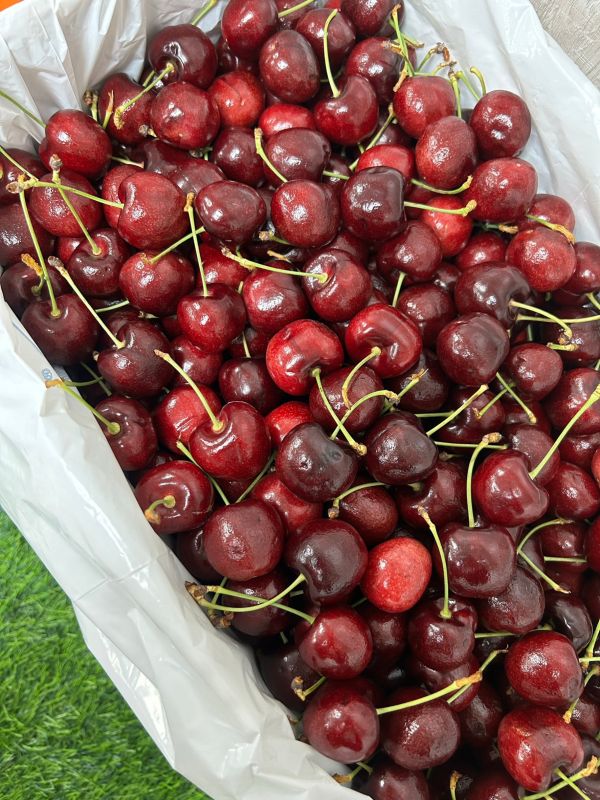 稀有-紐西蘭大嘴巴櫻桃【28mm】 