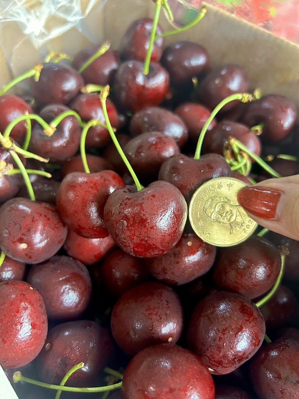 【32mm】智利<吉制櫻桃> 