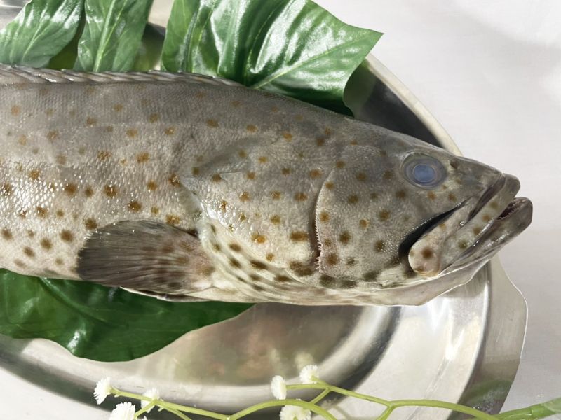 現撈大隻石斑魚 
