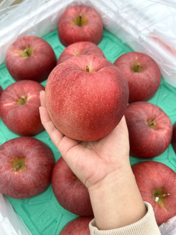 <少量零購>(大果)日本青森大紅榮蘋果26規 