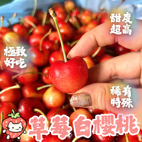 【極度稀有】9R草莓白櫻桃 