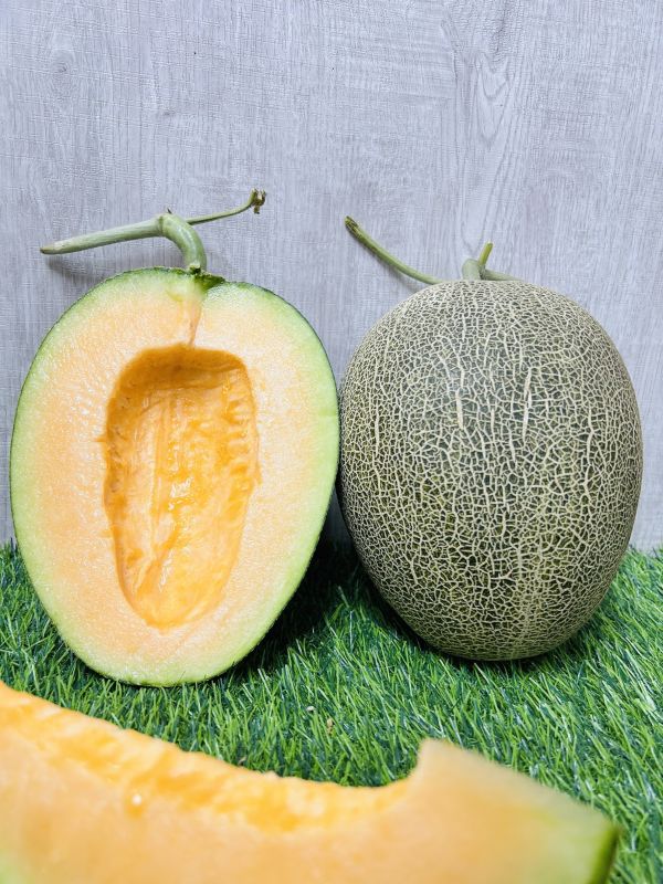 <少量專區>卡蜜拉(優惠下殺) 