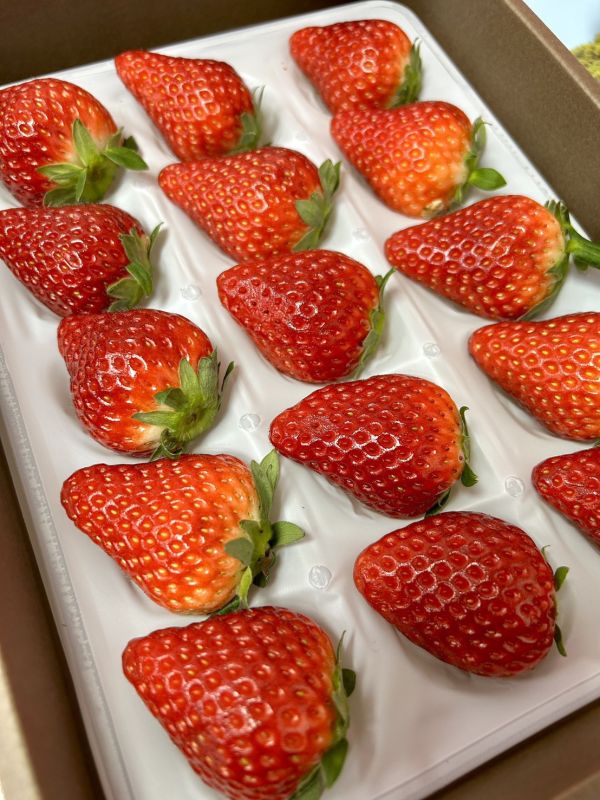 日本岐阜-華かがり (華篝) 