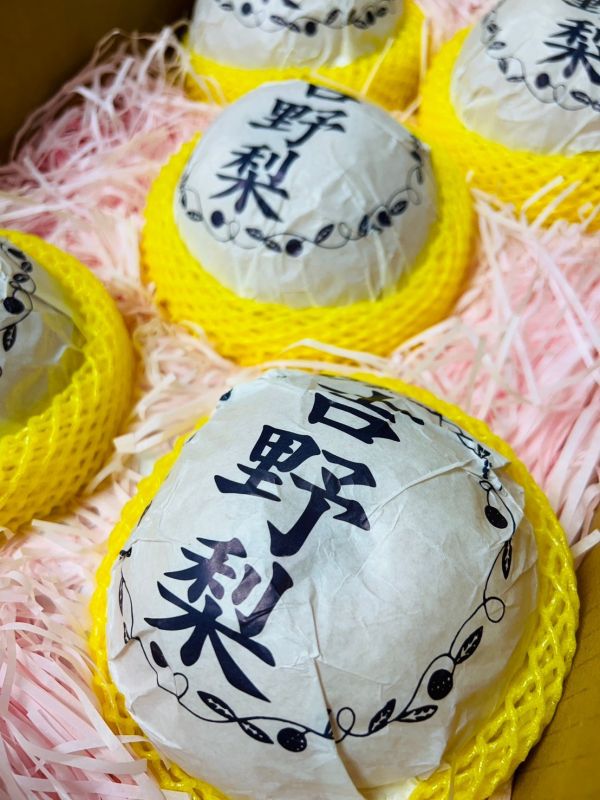 熊本吉野梨 